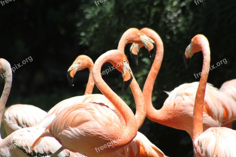 Flamencos Rosas Aves Animal Colorido