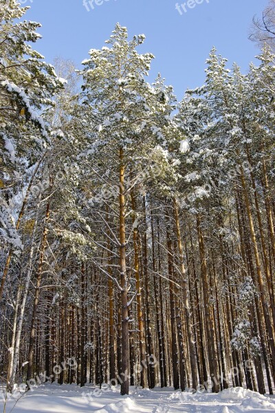 Winter Nature Pine Forest Sunny Day Landscape