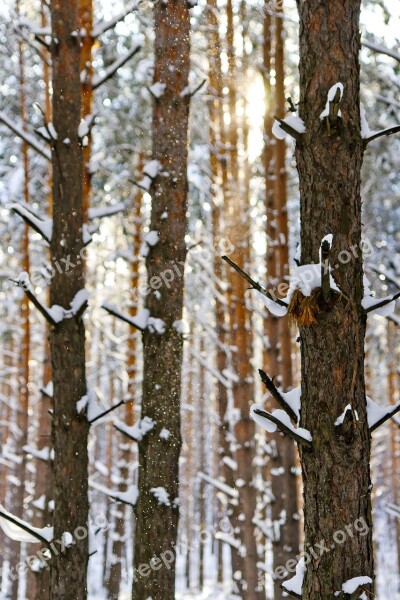 Sun Frost Snow Winter Forest Nature