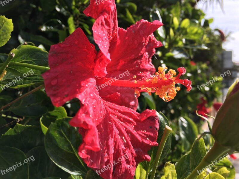 Hibiscus Flower Flowers Red Rose