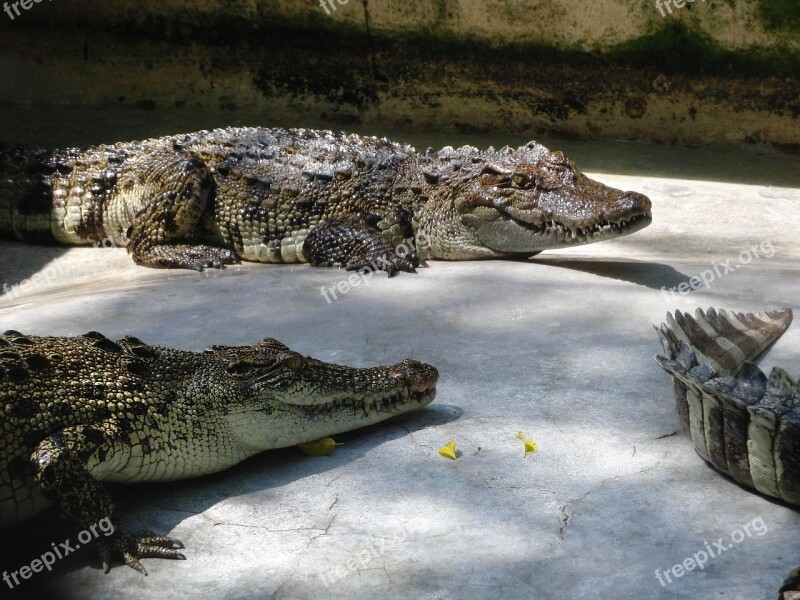 Crocodiles Reptiles Lies Sun Journey