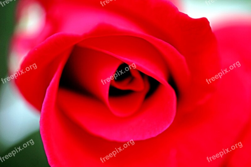 Rose Red Red Roses Flower Romance