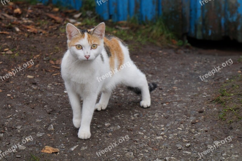 Beautiful Cheerful Cat Animal Pet