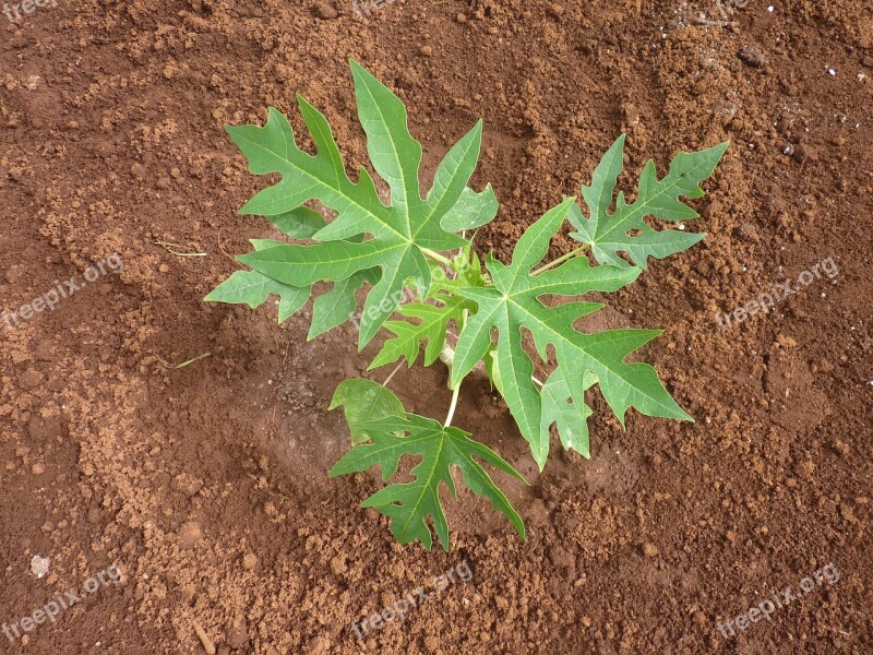 Seedling Papaya Papaya Leaves Free Photos