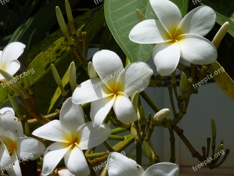 Frangipani May Flower White Flower Exotic Hawaiian