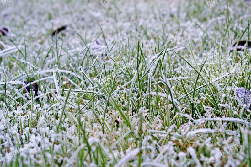 Rush Lawn Frosty Meadow Winter Frosty