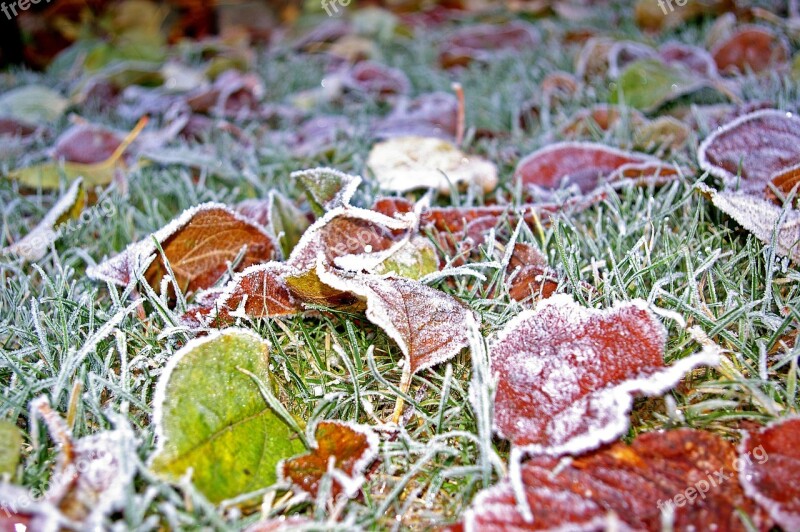 Rush Lawn Frosty Meadow Winter Frosty