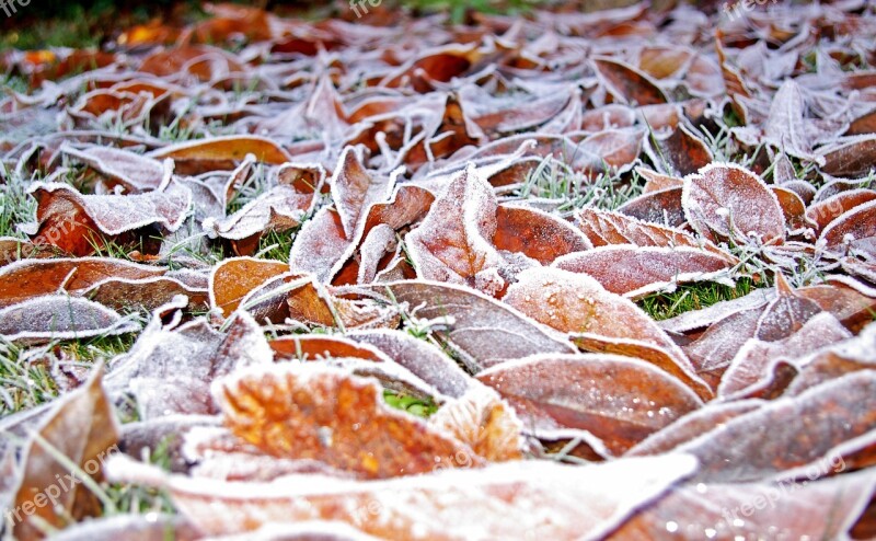 Rush Lawn Frosty Meadow Winter Frosty