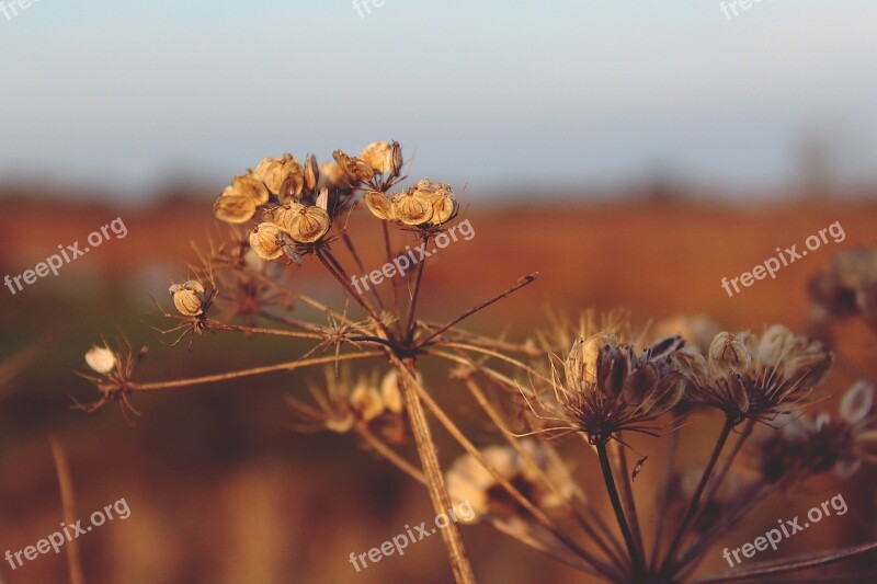 Autumn Season Nature Mood Landscape