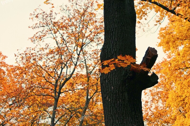 Autumn Season Nature Tree Forest