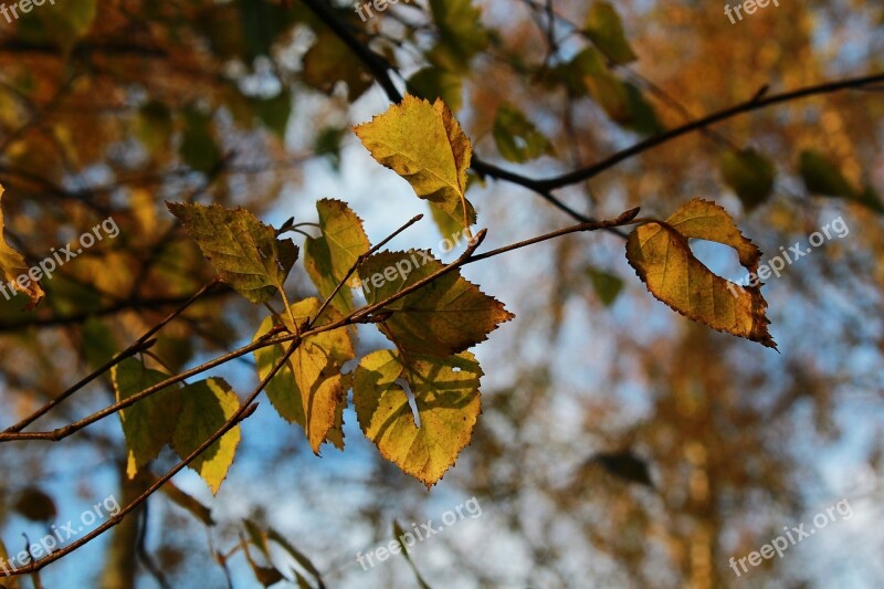 Leaves Tree Nature Autumn Forest