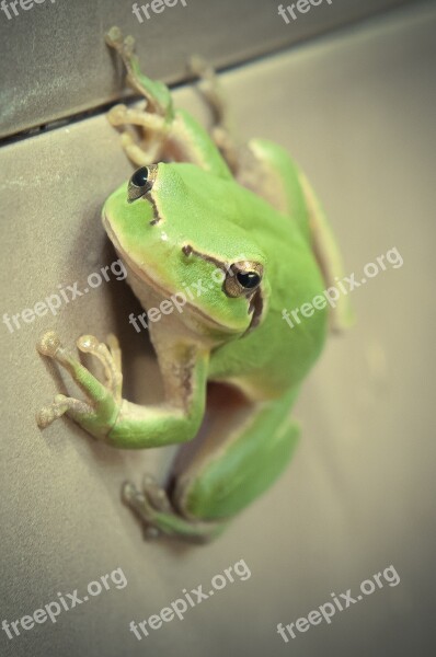 Mediterranean Tree Frog Frog Wall Tree Frog Climbing Wall