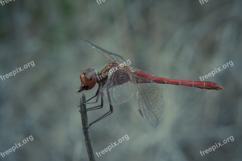 Dragonfly Eat Fly Close Up Nature