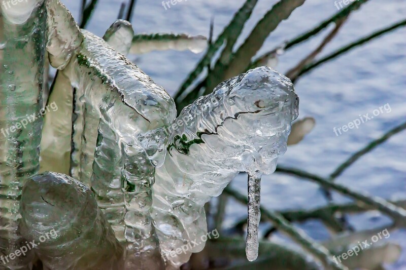 Grasses Frozen Grasses Flutter-bulrush Juncus Effusus Ice