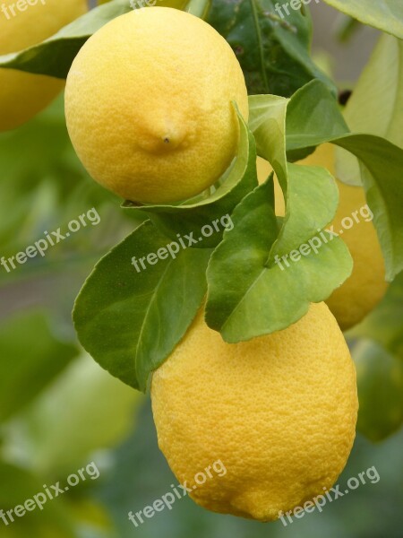 Lemon Citric Fruit Mediterranean Free Photos