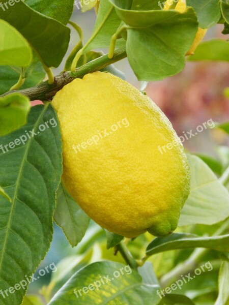 Lemon Citric Fruit Mediterranean Free Photos