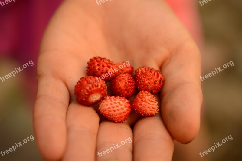 Wild Strawberry Hand Summer Berries Red