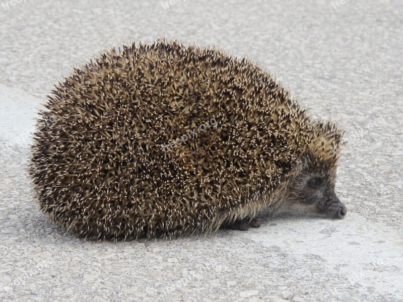 Hedgehog Animal Spines Free Photos