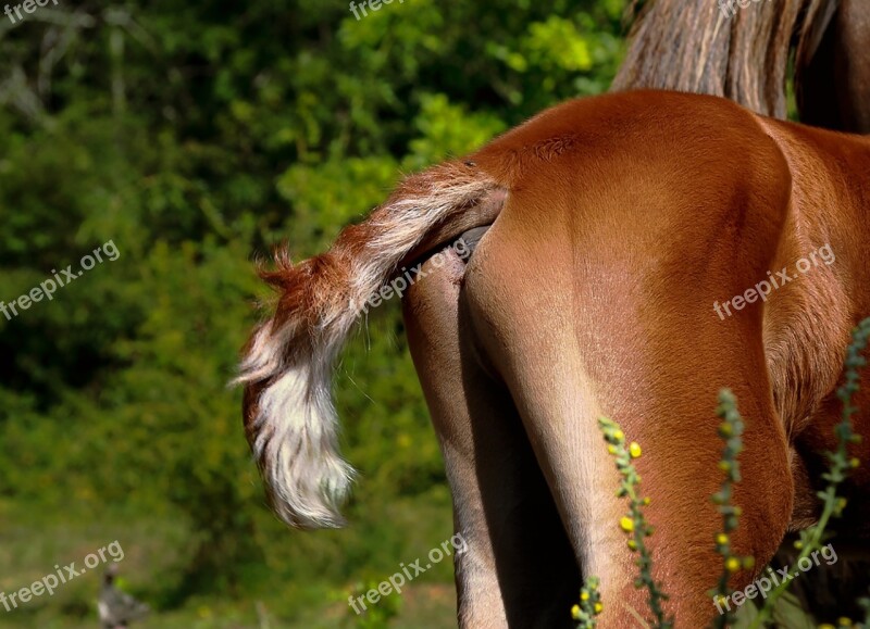 Animals Foal Nature Animal Pre