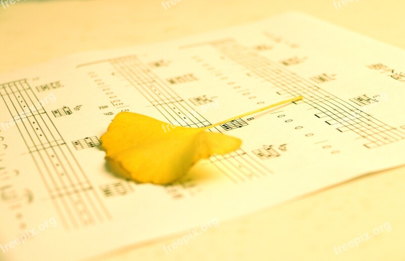 Tablature Ginkgo Biloba Warm Photography Free Photos