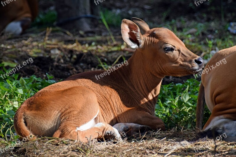 Bali Indonesia Travel Calf Cow Calf