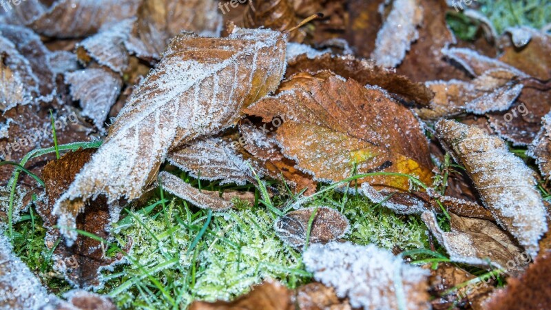 Hoarfrost Frost Leaves Ice Eiskristalle