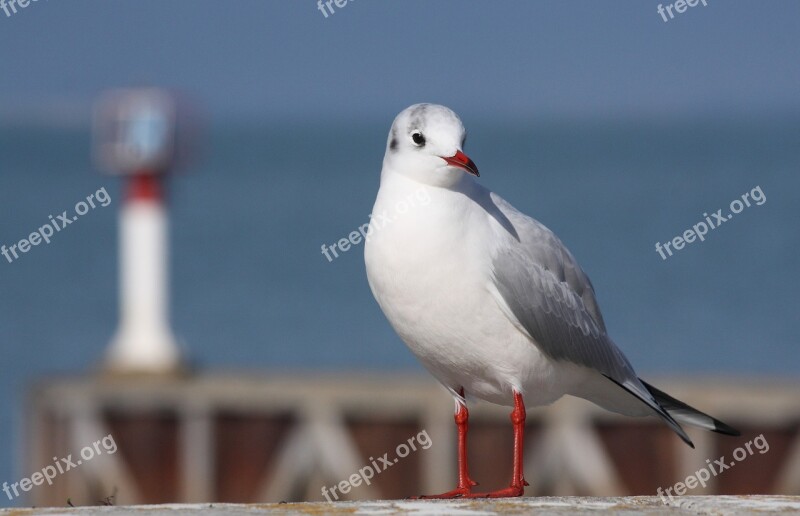 Seagull Ile De Ré Sea Free Photos