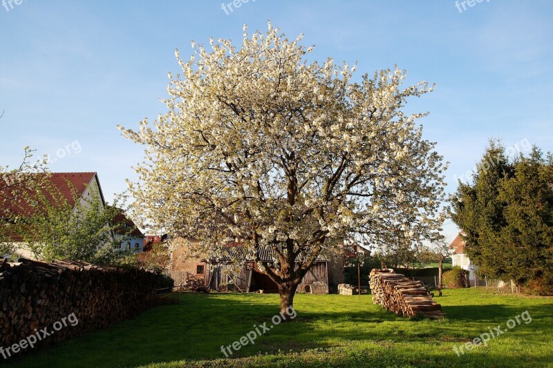 Apple Tree Tree Meadow Apple Blossom Spring