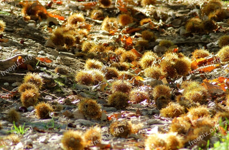 Chestnut Autumn Away Prickly Seeds