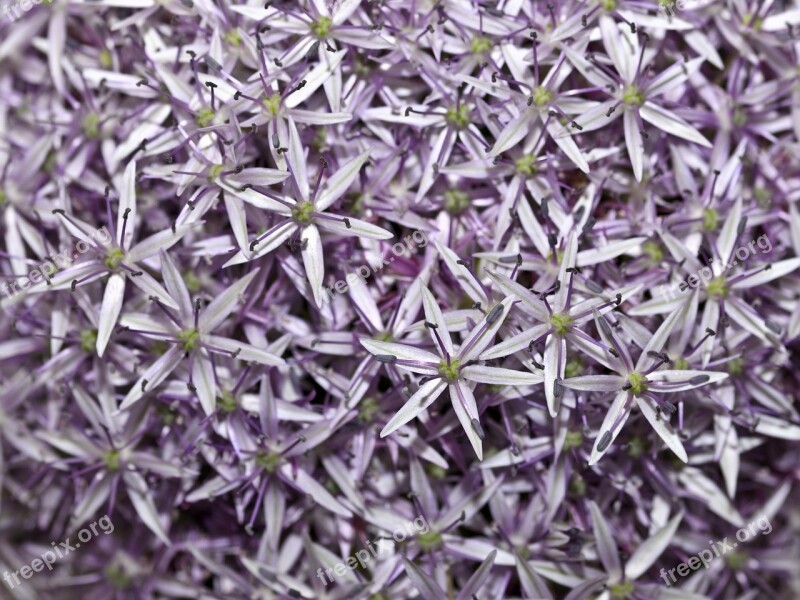 Allium Flower Purple Background Free Photos