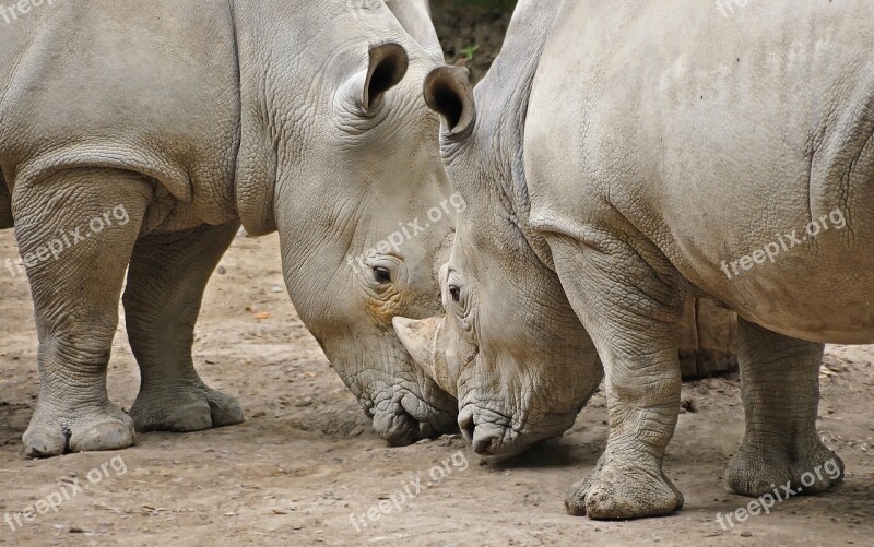 Rhinoceros Animal Head-to-head Zoo Free Photos