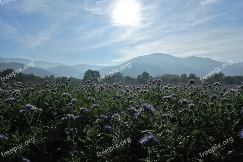 Meadow Autumn Germany Black Forest Landscape