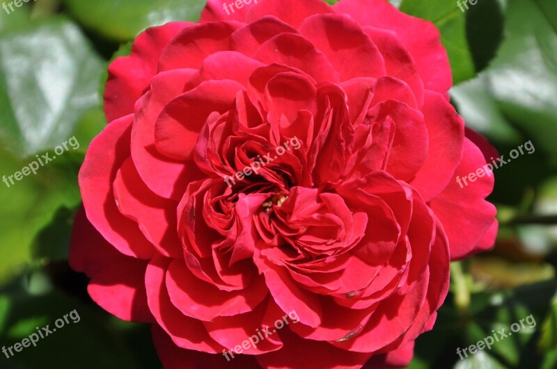 Rose Flower Floral Blossom Red Rose