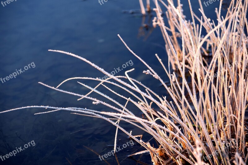 Grass Winter Cold Frost Nature