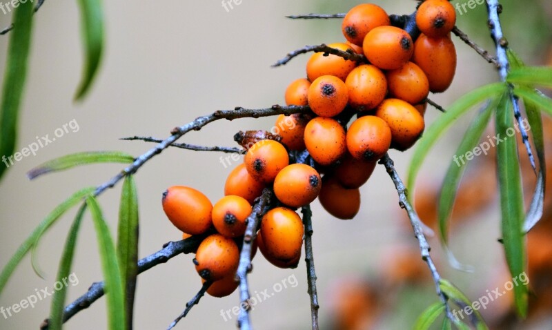 Berry Rowan Bush Nature Leaves