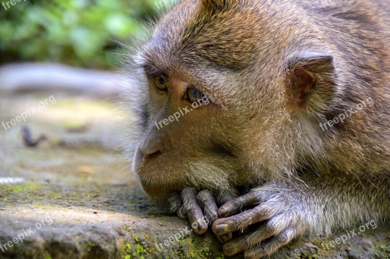 Bali Indonesia Travel Ubud Monkey Forest