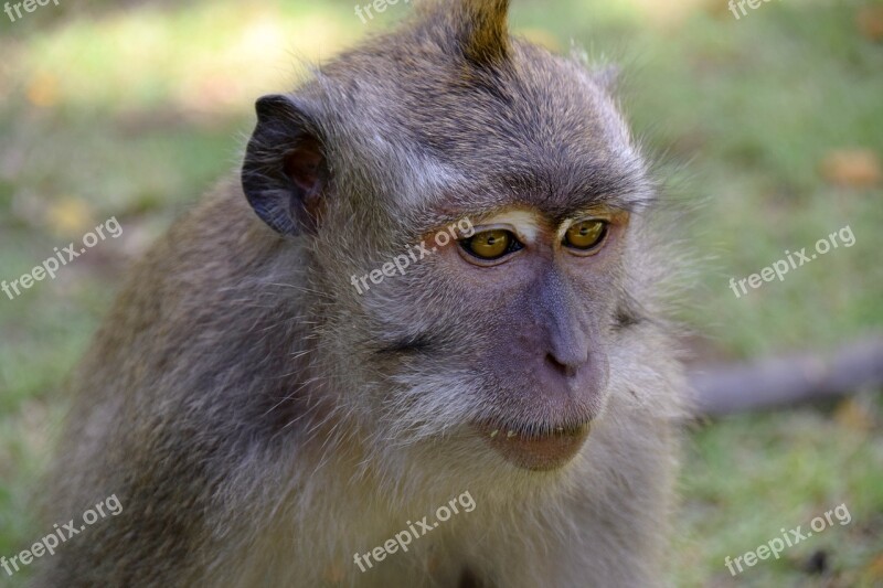 Bali Indonesia Travel Ubud Monkey Forest