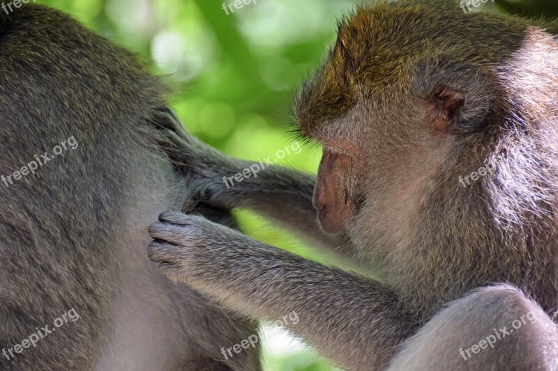 Bali Indonesia Travel Ubud Monkey Forest