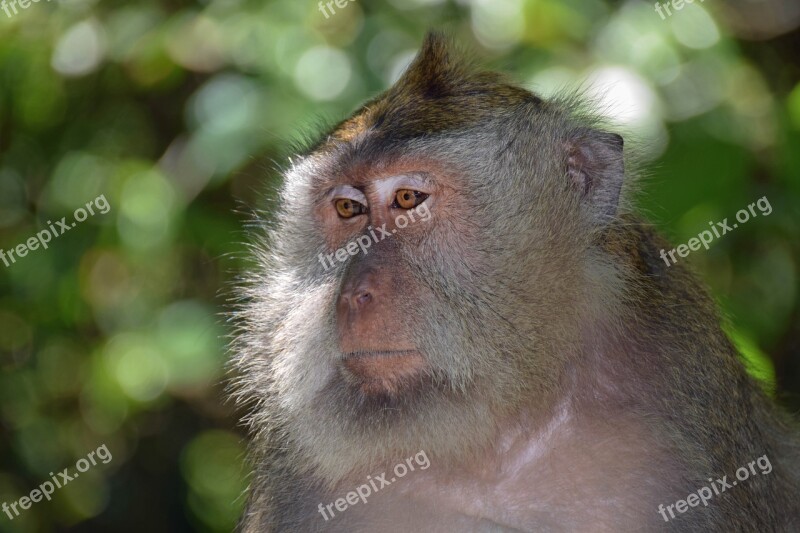 Bali Indonesia Travel Ubud Monkey Forest