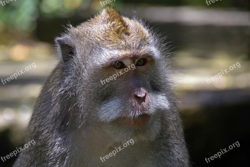 Bali Indonesia Travel Ubud Monkey Forest