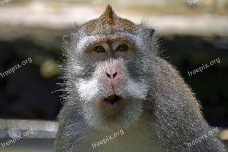 Bali Indonesia Travel Ubud Monkey Forest