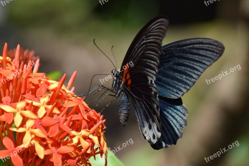 Bali Indonesia Travel Blossom Bloom