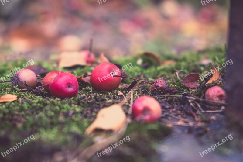 Autumn Apple Fruit Windfall Moss