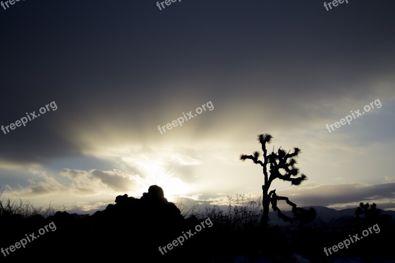 Sunset Landscape Mountains Joshua Tree Silhouettes