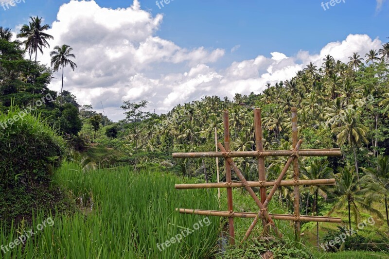 Bali Indonesia Travel Ubud Rice Terraces