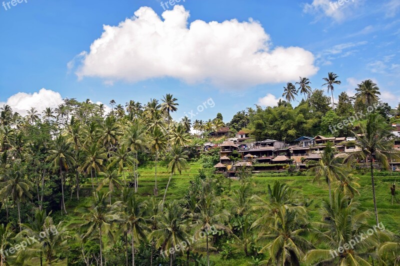 Bali Indonesia Travel Ubud Rice Terraces