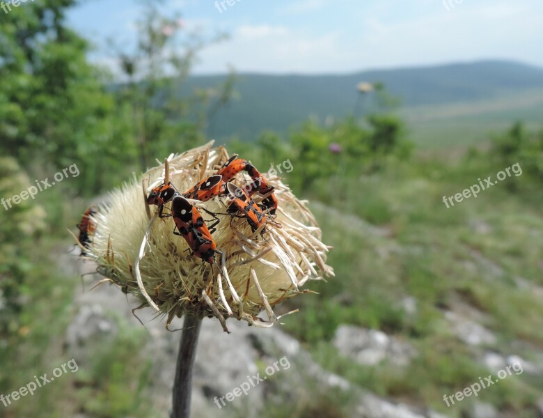 Nature Insects Reflective Poet Chinch Bugs Pyrrhocoris Apterus Ploské