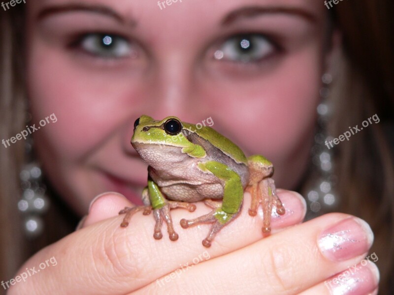 Frog Green Girl Frog Prince Amphibian