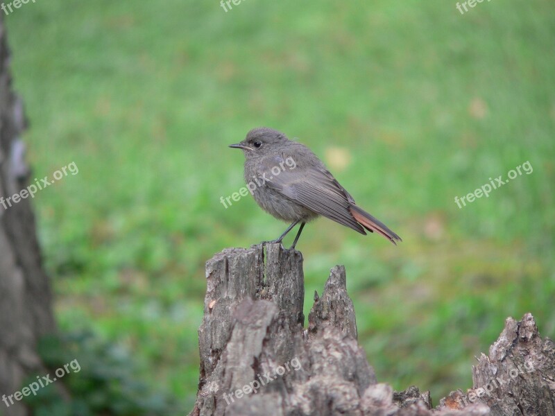 Redstart Winged Feathered Birds Launchy