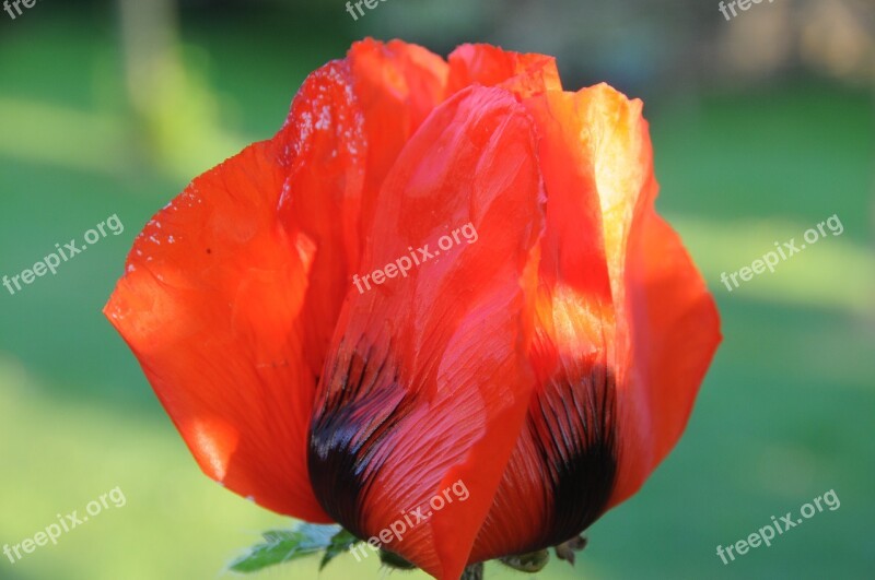 Poppy Red Poppy Flower Free Photos